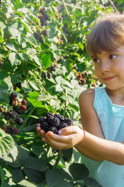 BlackBerry ev bahçede büyür. Seçici odak.