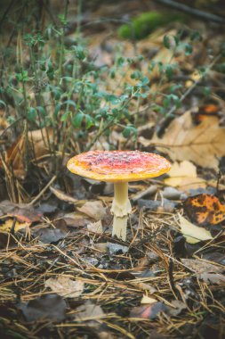 Ormanda büyüyen mantarı mantar. Seçici odak.