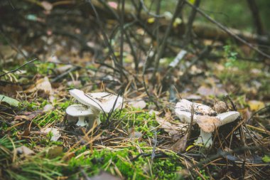Ormanda büyüyen mantarı mantar. Seçici odak.
