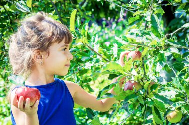 Çocuk bahçede elma yiyor. Seçici odak.