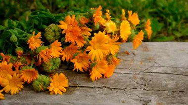 Calendula tentürü ve takviyeler. Seçici odaklanma. Doğa.