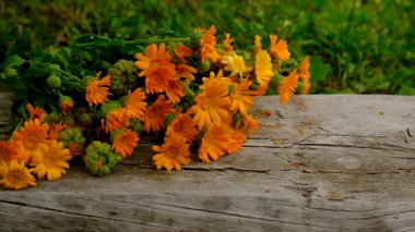 Calendula tentürü ve takviyeler. Seçici odaklanma. Doğa.