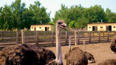 Yazın çiftlikte devekuşları. Seçici odaklanma. Doğa.