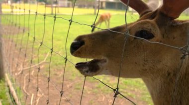 Yazın çiftlikte geyik. Seçici odaklanma. Doğa.