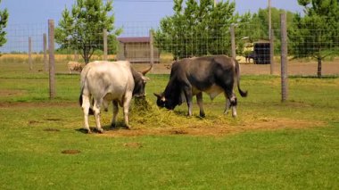 Yazın çiftlikte boğa. Seçici odaklanma. Doğa.
