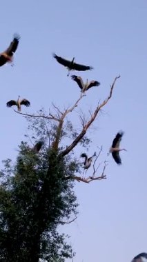 Ağaçtaki leylek sürüsü. Seçici odaklanma. Doğa.