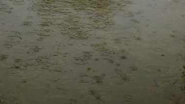 Su birikintilerine damlayan yağmur damlaları. Seçici odaklanma. Doğa.