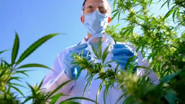 Tıbbi kenevir araştırması yapan bir doktor. Seçici odaklanma. Doğa.