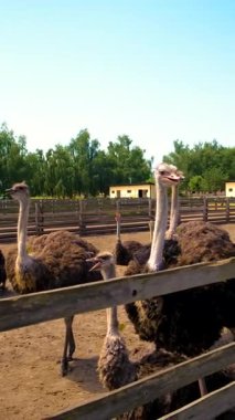 Yazın çiftlikte devekuşları. Seçici odaklanma. Doğa.