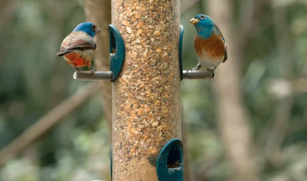 In the image we see a bird feeder with birds.