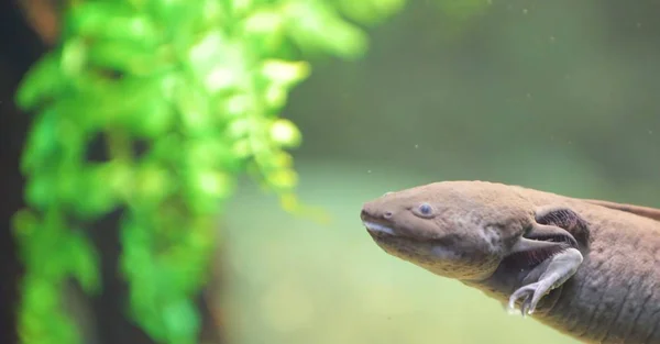 In the photo we see a beautiful lizard in the aquarium.