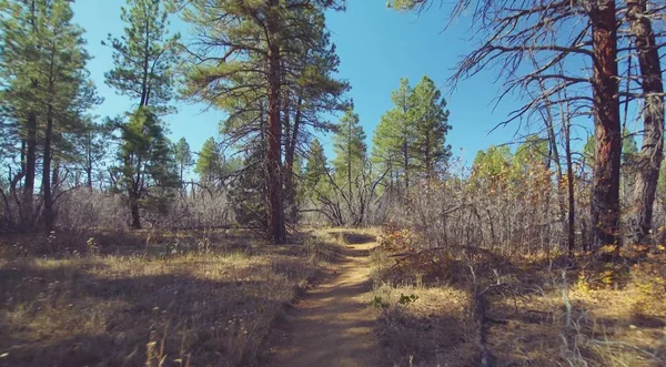 Here in the image we decided to take a walk through a very beautiful nature in the summer.