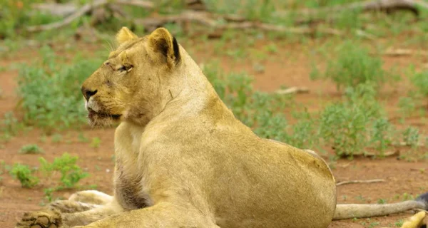 Here in the photo we see a large lion and it is dangerous.