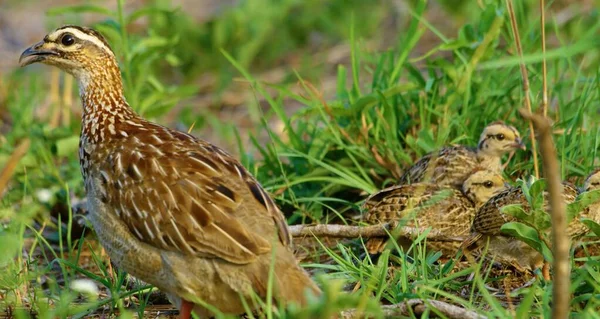 ⬇ Скачать Картинки The Quails, Стоковые Фото The Quails В Хорошем.
