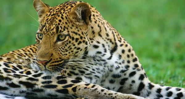 Here in the image we see a very beautiful leopard and it is dangerous.