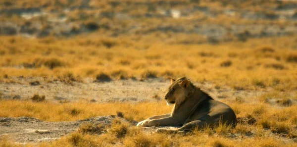 Here in the photo we see a large lion and it is very dangerous.