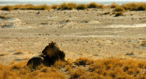 Here in the photo we see a large lion and it is very dangerous.