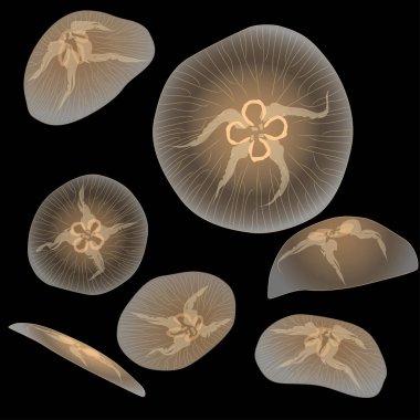 Siyah arka planda, vektör çizim ışık jellyfishs grubu