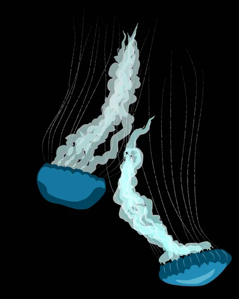Két Kék Jellyfishs Fekete Háttér Vektor Illusztráció — Stock Vector