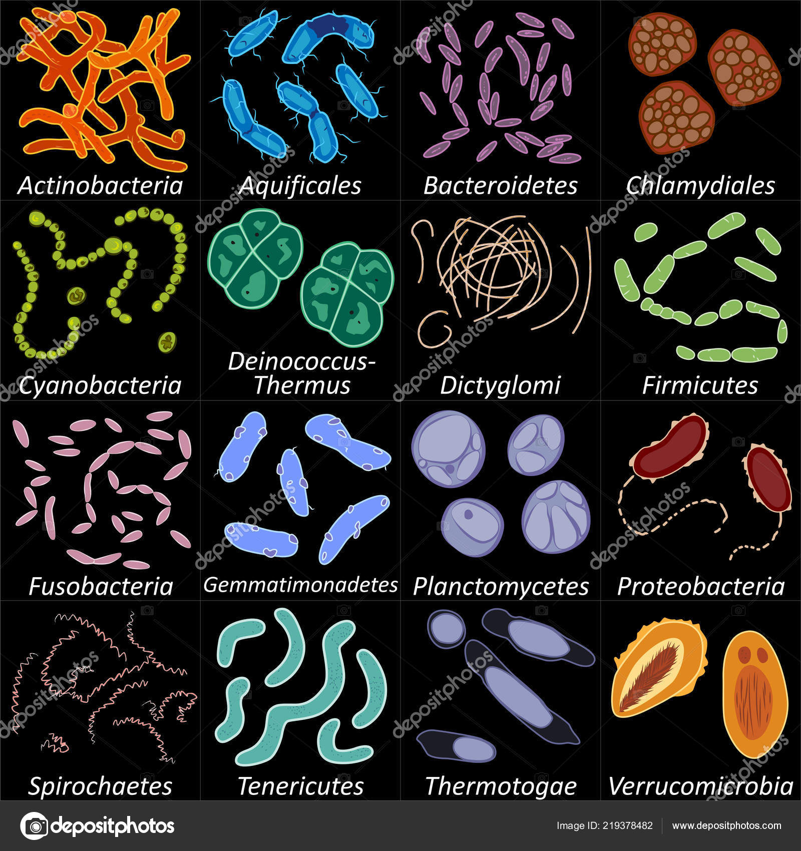 Sintético 93+ Foto Imágenes De Bacterias Con Nombres Lleno