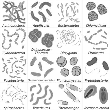 Set of different types of bacterias, black and white vector illustration clipart