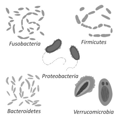 İnsan microbiome, siyah ve beyaz vektör çizim bakterilerin farklı türlerini ayarlamak