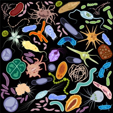 Farklı tek hücreli ökaryot Protozoas ve prokaryotlar bakterilerin, vektör çizim