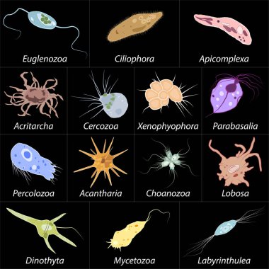 Farklı tek hücreli ökaryot Protozoas, vektör çizim seti