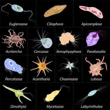 Set of different single-celled eukaryote  Protozoas, Vector illustration clipart