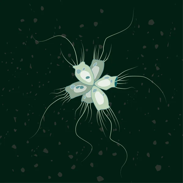 Vektoros Illusztráció Egysejtű Eukarióták Choanozoa Protozoonok — Stock Vector