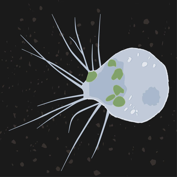 Vector illustration of single-celled eukaryote Cercozoa, Protozoa