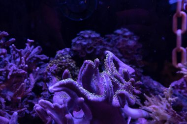 Canlı Biyolüminesans Neon Yeşil Işıklı Tuzlu Mercan Çiftliği