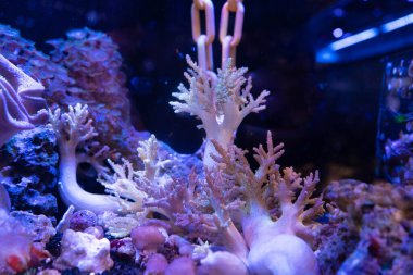 Çeşitli Tuzlu Su Mercan Parçacıkları