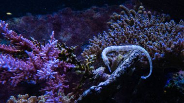 Boru Balığı Tuzlu Su Balığı - Deniz Atı 'yla aynı Ünlü İçinde