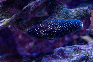 Altivelis Kuyruklu Yıldızı Tuzlu Su Balığı