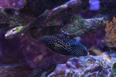 Canlı Tuzlu Su Mercan Örneklerine yakın çekim