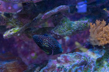 Canlı Tuzlu Su Mercan Örneklerine yakın çekim