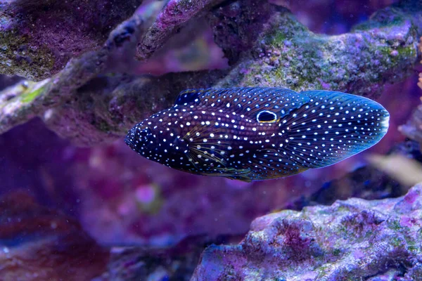 stock image Close-up of Vibrant Saltwater Coral Specimens