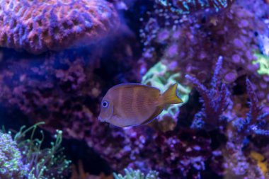 Blue Carribean Tang Atlantik Mavi Tang ya da Mavi Tang Cerrah Balığı olarak da bilinir.