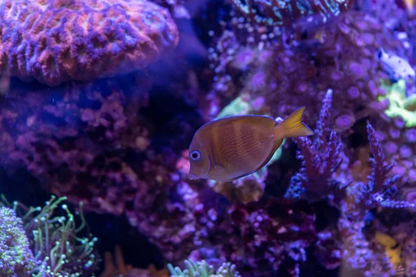 Blue Carribean Tang also known as the Atlantic Blue Tang or Even the Blue Tang Surgeonfish