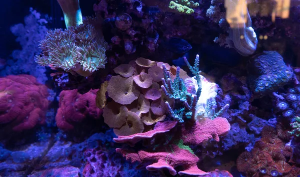 Frammenti Corallo Acqua Salata Bioluminescente Assortiti — Foto Stock