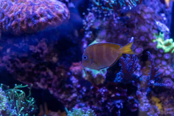Blue Carribean Tang also known as the Atlantic Blue Tang or Even the Blue Tang Surgeonfish