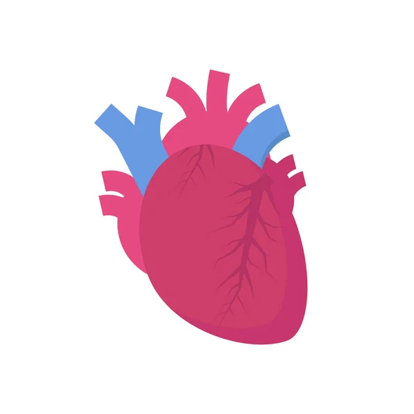 Human Heart Icon Vector Illustration — Stock Vector