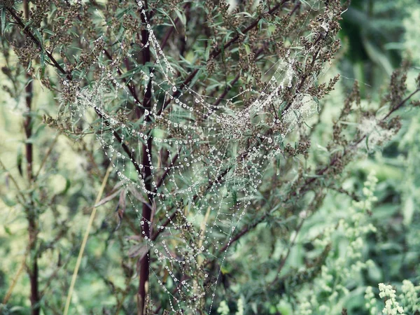 Spider Web Reggeli Harmat Csepp Ellen Zöld Lombozat Lágy Fókusz — Stock Fotó