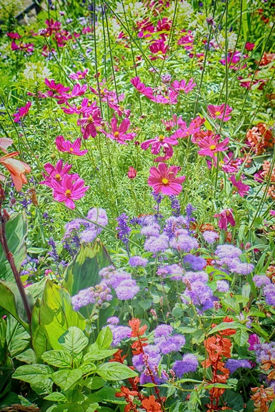 Estate Sfondo Floreale Con Una Profusione Viola Fiori Rossi Viola — Foto Stock