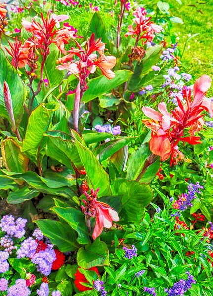 Estate Sfondo Floreale Con Una Profusione Viola Fiori Rossi Viola — Foto Stock