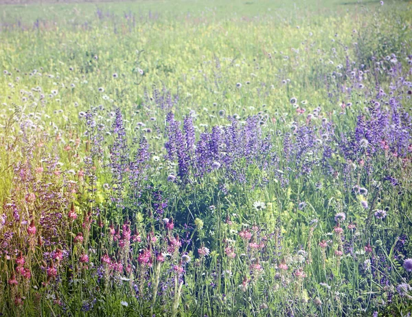 Encantador Campo Lleno Hermosas Flores Silvestres Espontáneas Coloridas Fondo Primavera — Foto de Stock