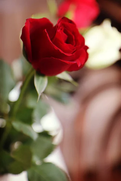 ぼやけた背景を持つロマンチックな赤いシングルローズ — ストック写真
