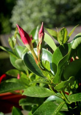 Balkonda Bahçe: kırmızı dipladenia çiçekleri 