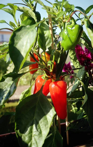 Horticulture on the balcony:  Bell peppers plant with fruits ready to harvest